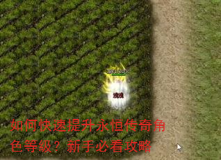 如何快速提升永恒传奇角色等级?新手必看攻略 如何快速提升永恒传奇角色等级?新手必看攻略