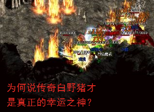 为何说传奇白野猪才是真正的幸运之神? 为何说传奇白野猪才是真正的幸运之神?